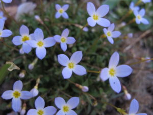 bluets at garden jubilee