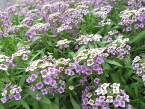 Lobularia 'deep Lavender Stream'