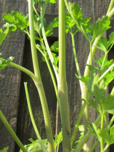 parsley, taller flowering stems