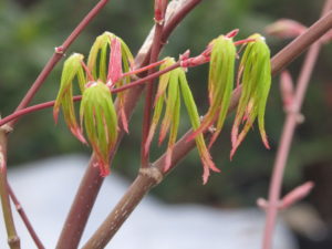 Japanese maple, new leaves. Quick tip: enjoy spring!
