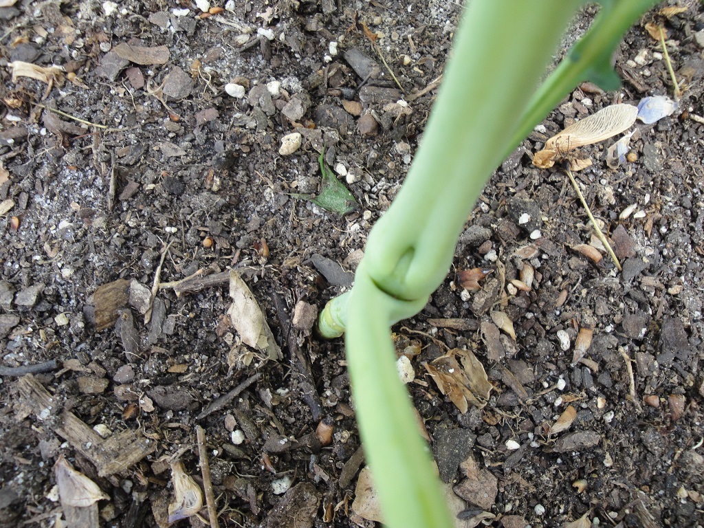 broccoli seedlings