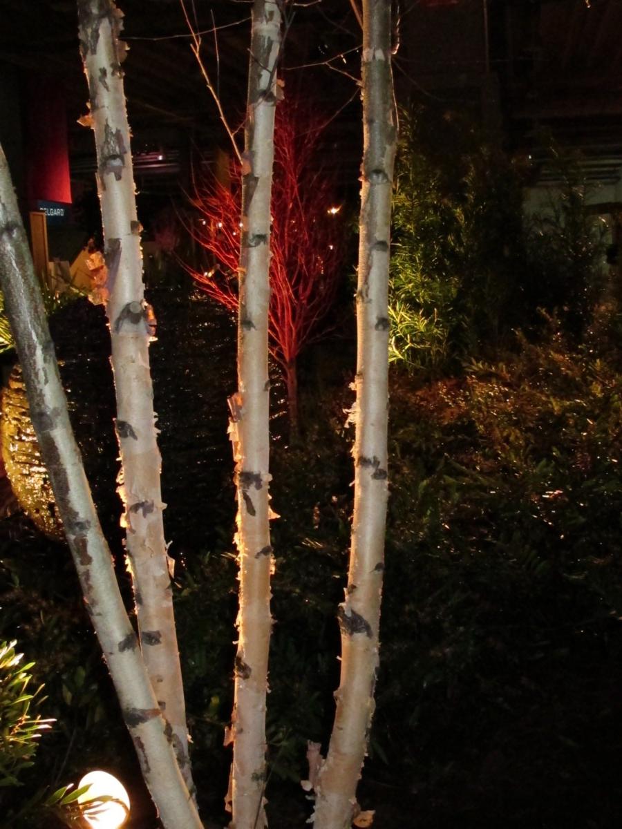 birch tree, garden show