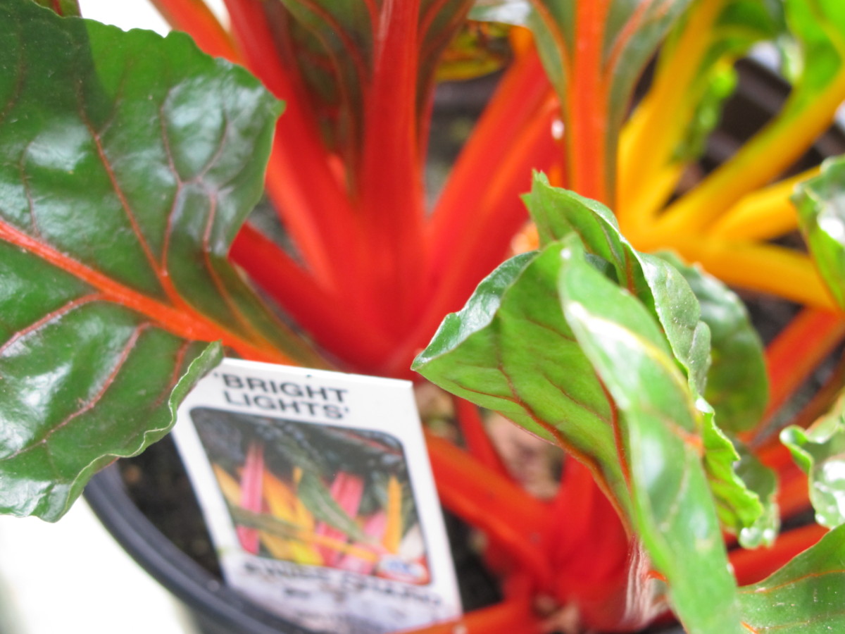 Swiss chard bright lights