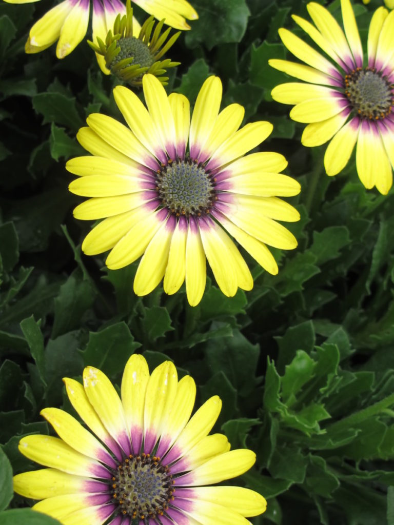 Osteospermum, needs hardening off