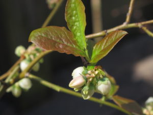 our potted blueberry 'Patriot'