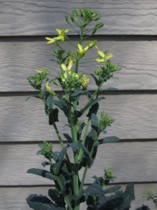 dinosaur kale in flower, easy cool season greens