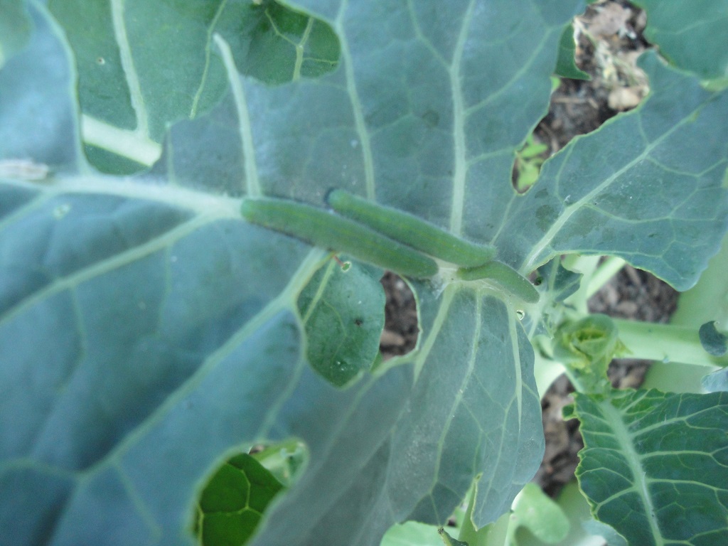 caterpillars on broccoli