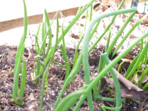 green onions