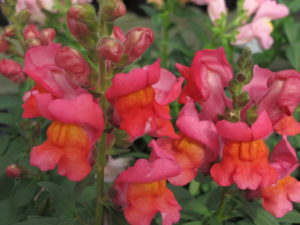 snapdragon 'Snaptastic' strain, needs hardening off before planting