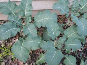 broccoli 'Arcadia', one of our favorite cool season greens