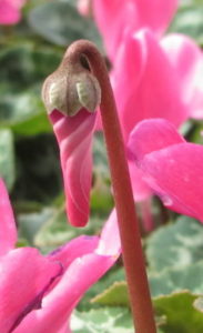 close-up, cyclamen bud