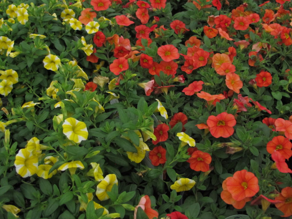 calibrachoa, yellow- 'Lemon Slice', plant after fully hardening off