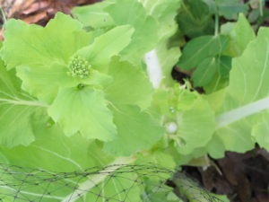 Chinese cabbage, 'Tokyo Bekana'