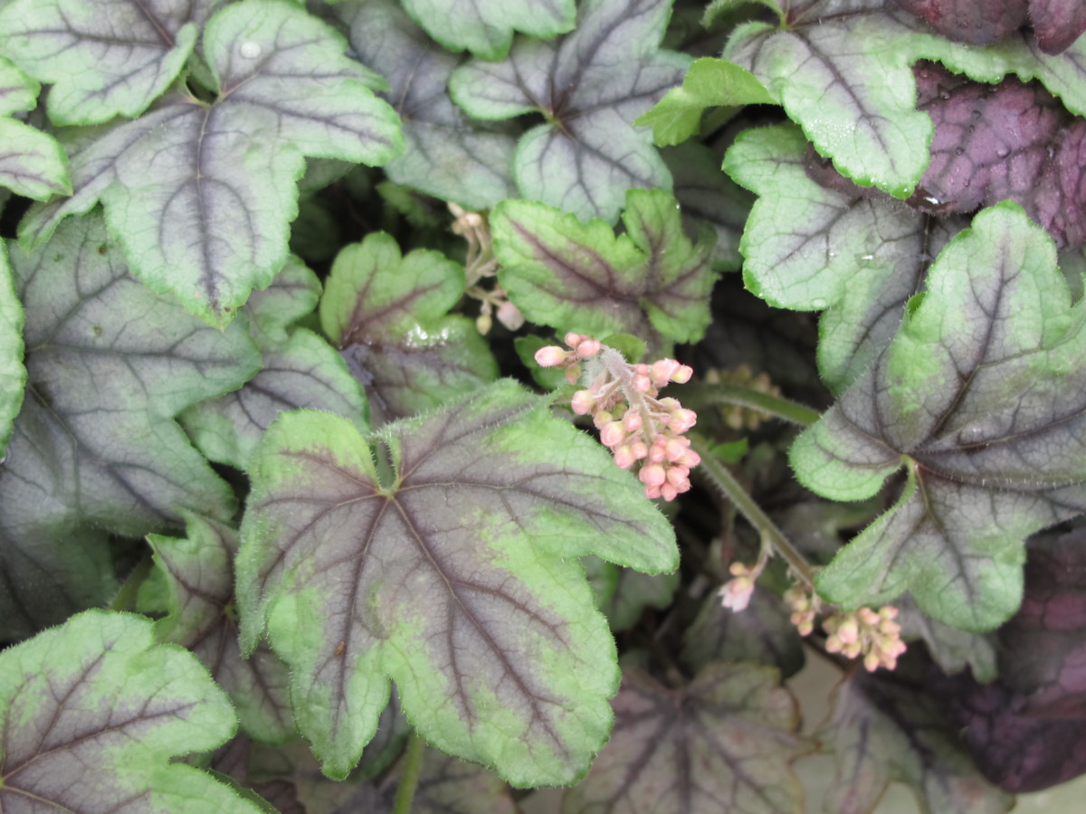 X Heucherella 'Pink Fizz', plant after hardening off