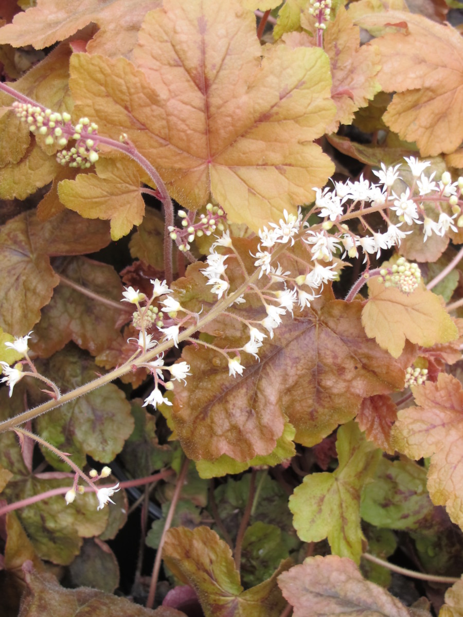 X Heucherella 'Redstone Falls'