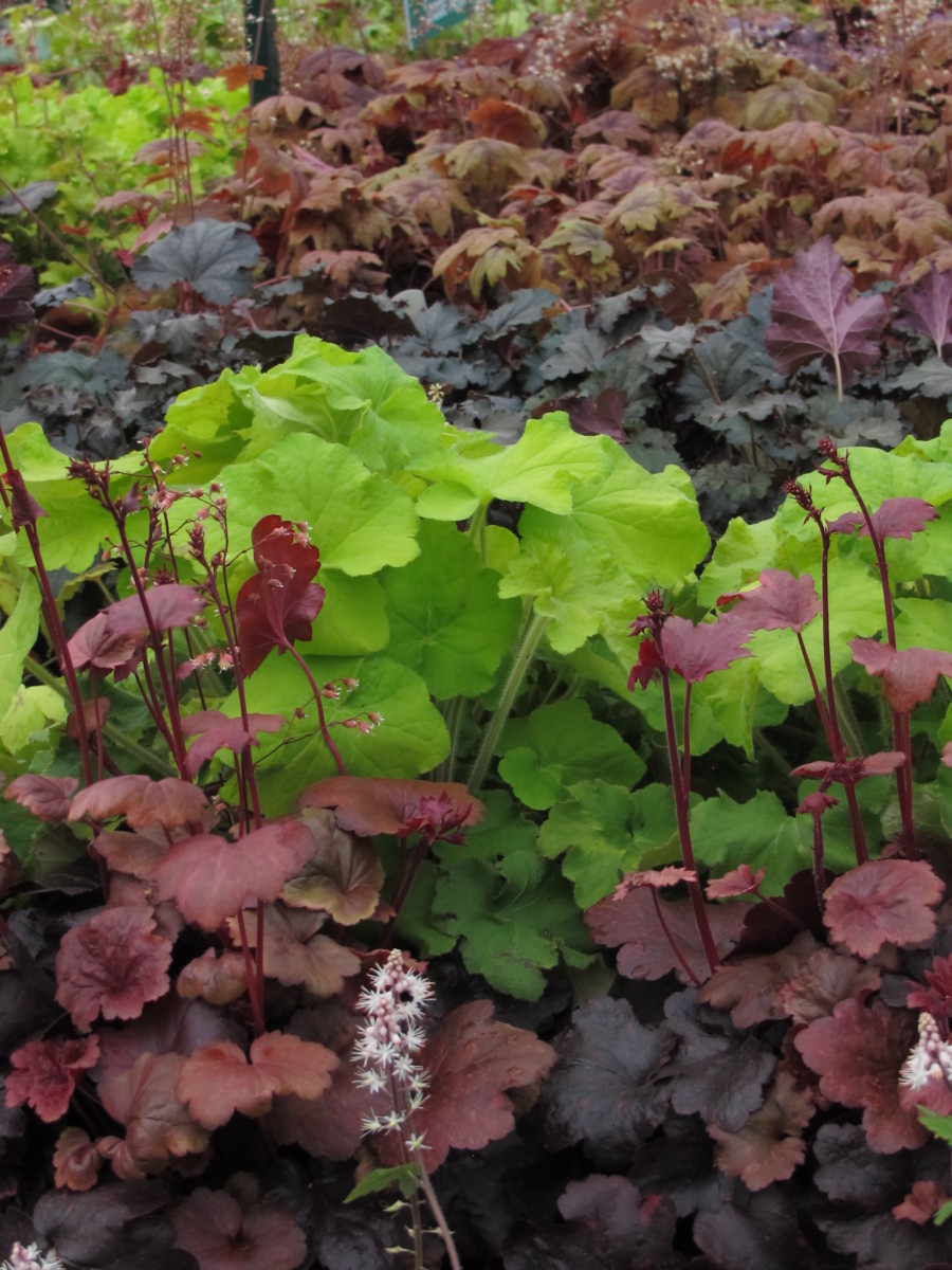 Heucheras need hardening off if grown in a greenhouse
