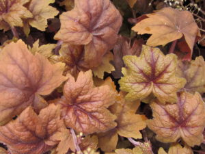 X Heucherella 'Sweet Tea' needs hardening off