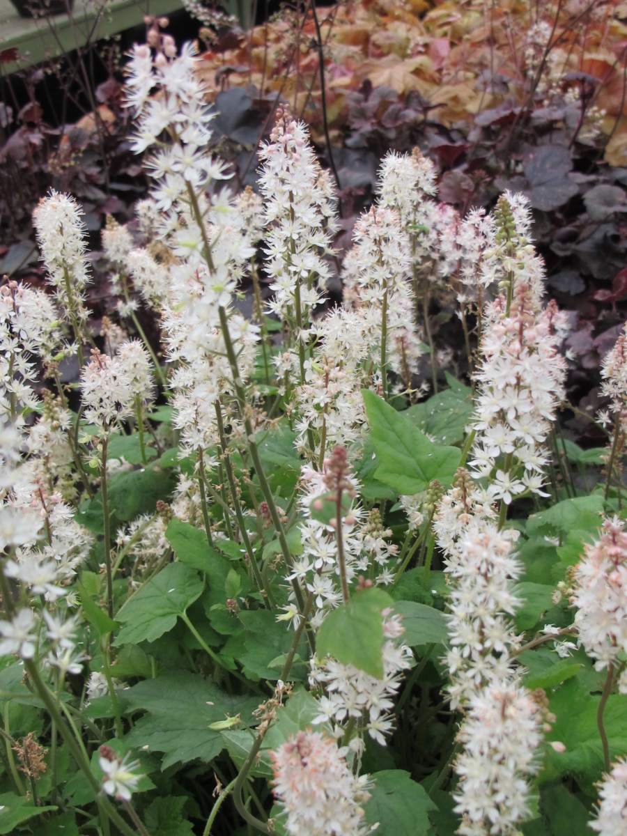 Tiarella wherryi