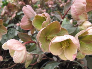 Helleborus Pink Frost, plant after hardening off