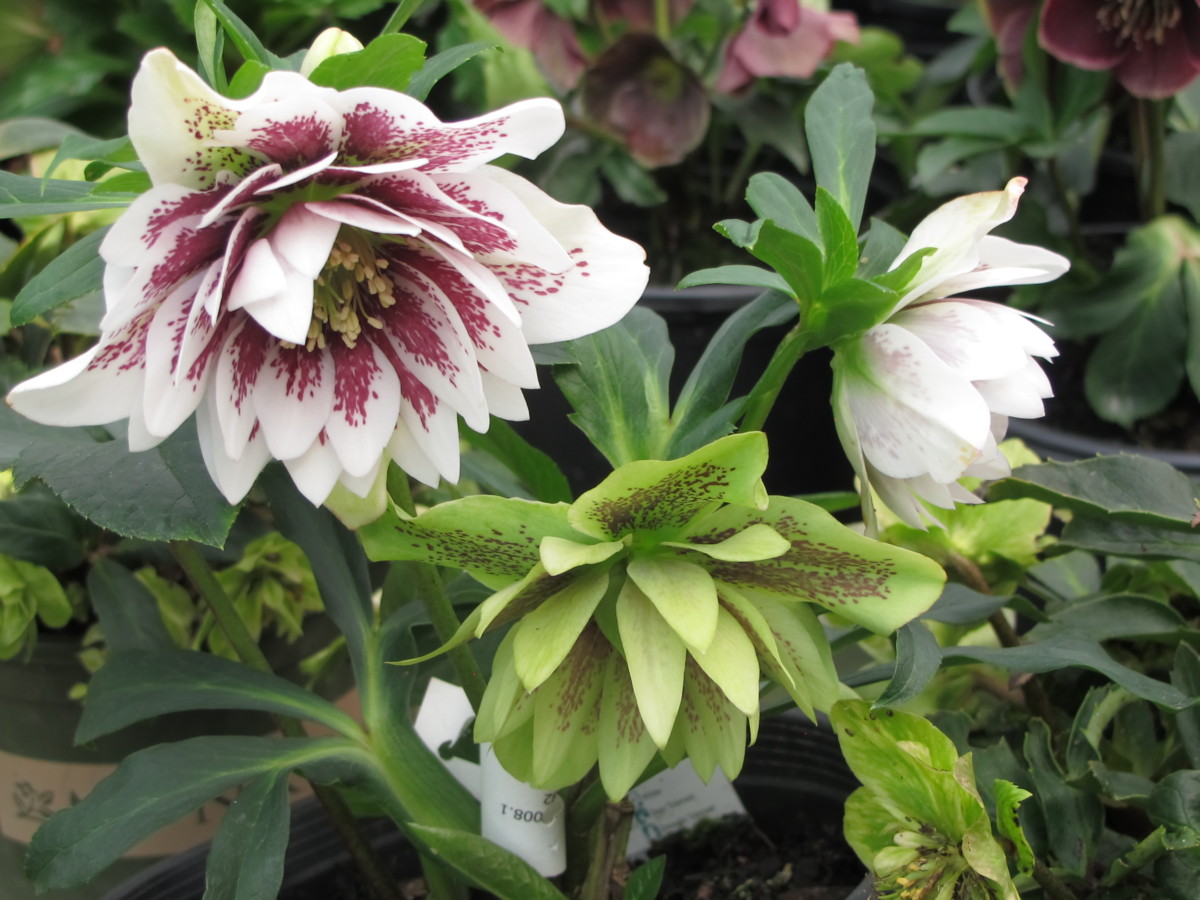 winter Jewwls Painted Double Hellebore