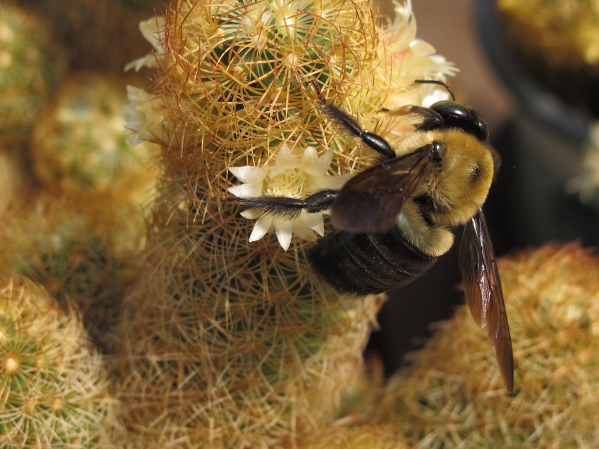 bumble bee in cactus flower