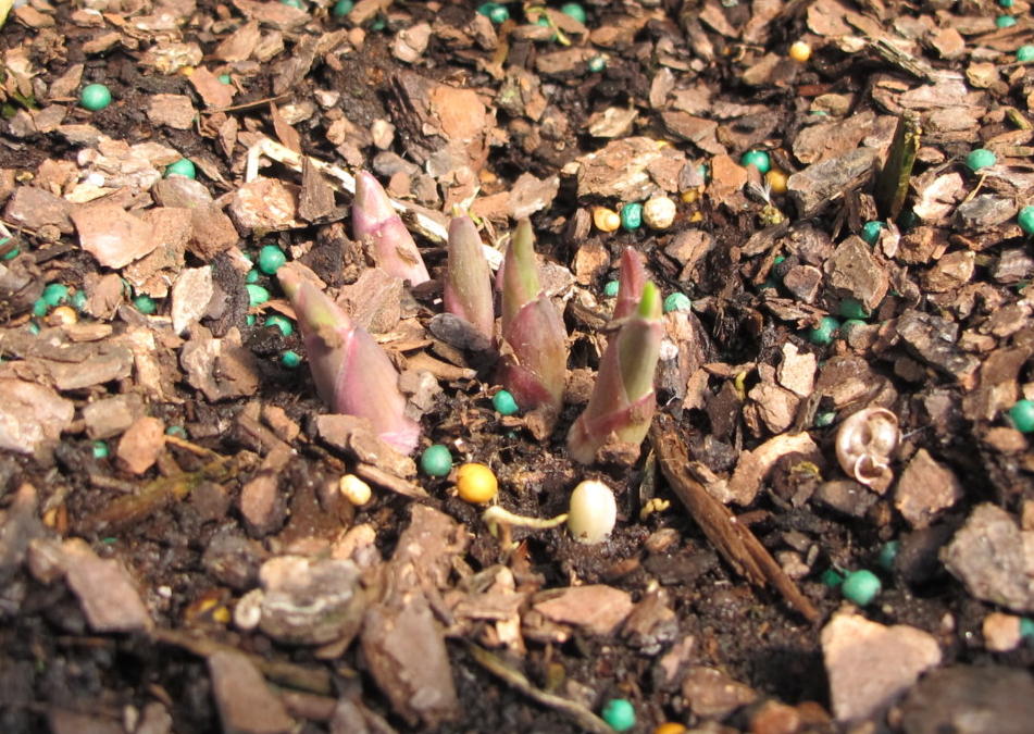 hosta eyes emerging from soil, quick tip #5