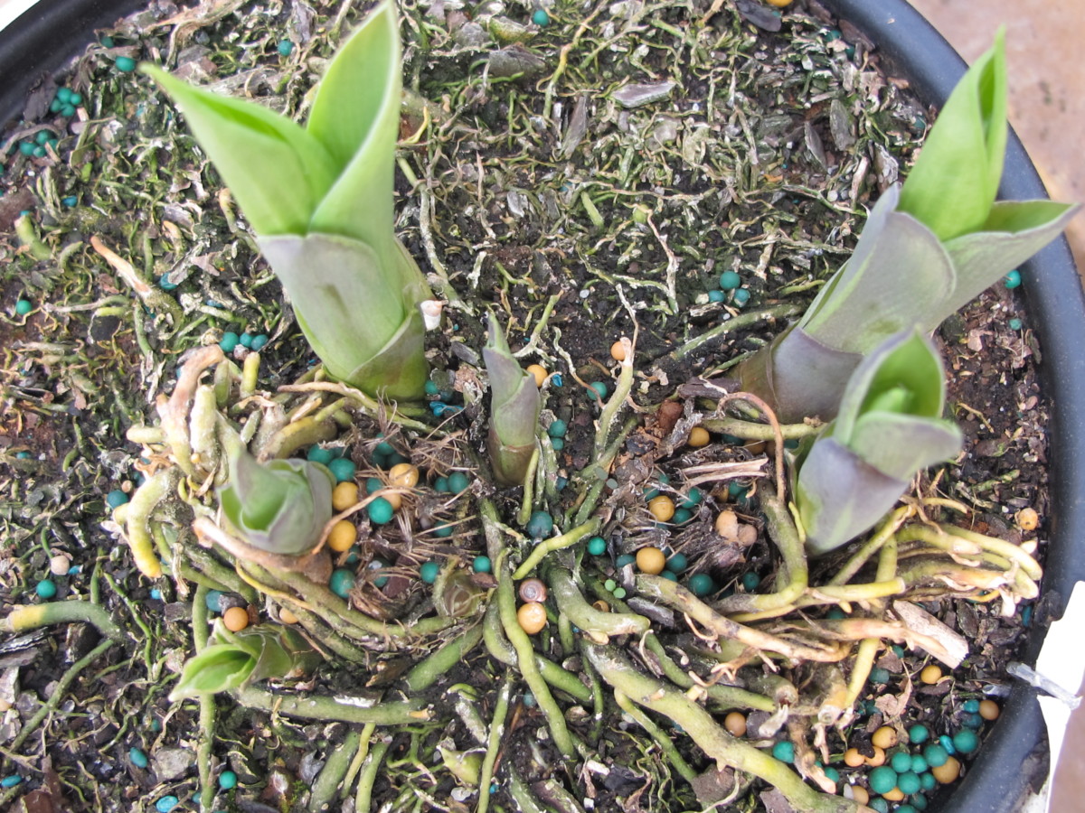 hosta eyes, quick tip #5