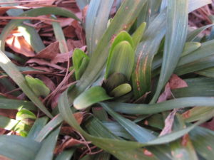 liriope--new foliage emerging