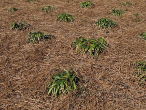 liriope sparsely planted