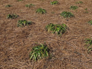 liriope sparsely planted