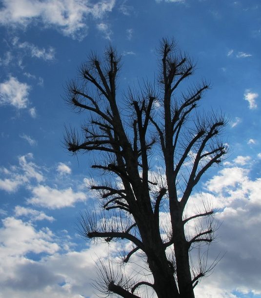 topped tree, sky