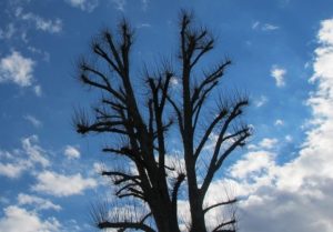 topped tree, sky