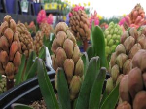 potted hyacinths growing outdoors need no hardening off