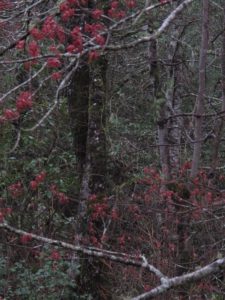 red flowers on maple trees