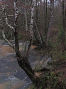 upstream from campbell's covered bridge