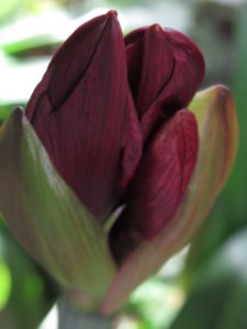 red flower bud