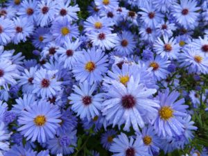 blue aster