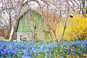 forsythia, old barn, and blue flowers