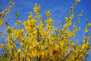 forsythia, quick tip #6