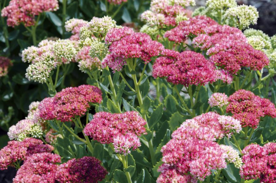 pink sedum flowers, quick tip #4