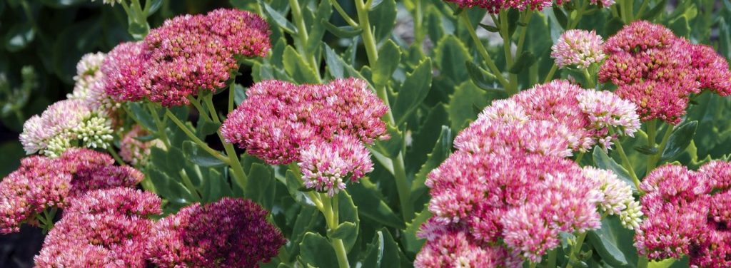 pink sedum flowers for bees and butterflies