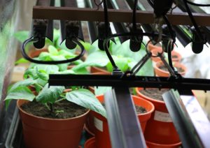 plants under lights, plant outside after hardening off