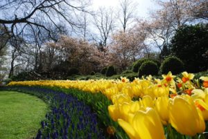 yellow tulips, trees