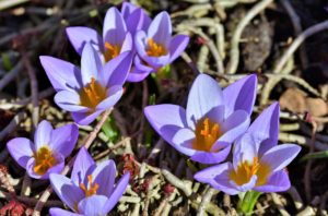 snow crocus