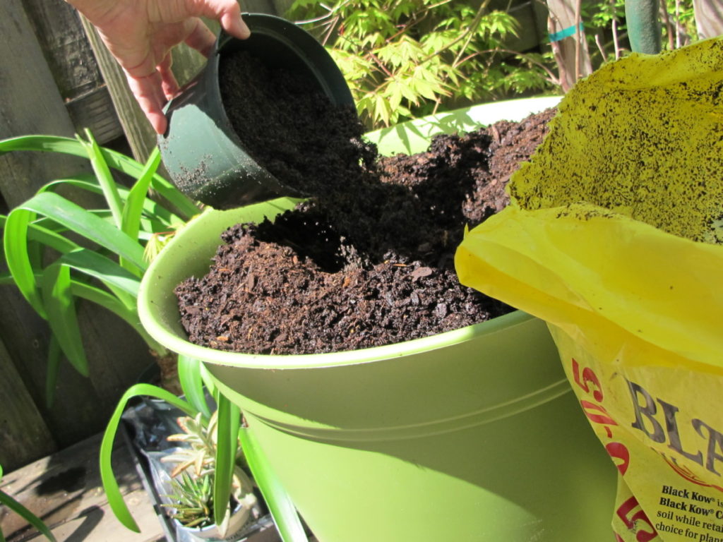 vegetables in containers, 20" pot for tomato