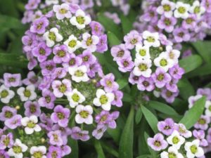 lobularia, fragrant annuals