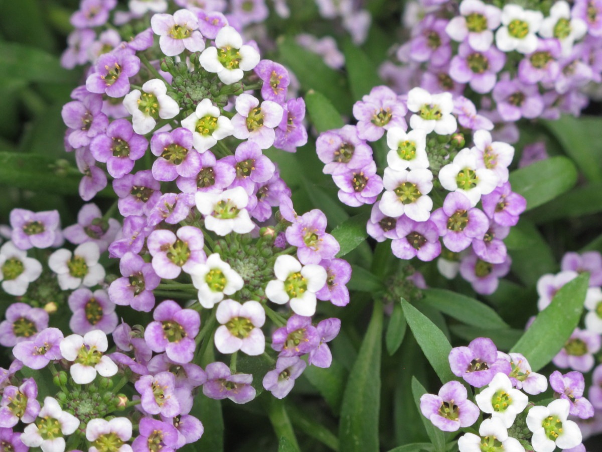 lobularia