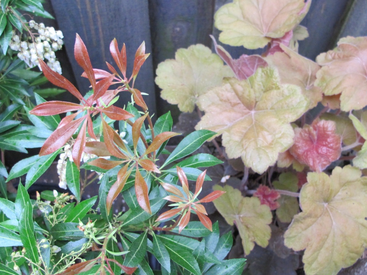 Pieris, heuchera