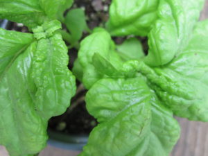 Tuscany basil