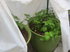 potted tomatoes